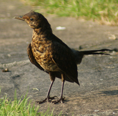 Young Mistle Thrush 2012